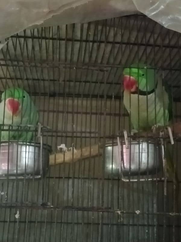 parrot 1