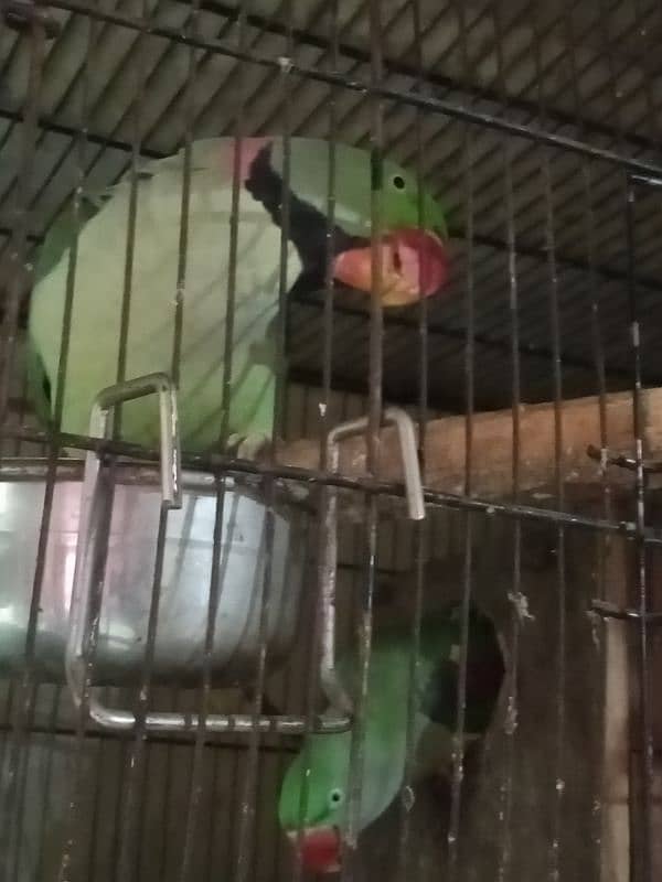 parrot 2