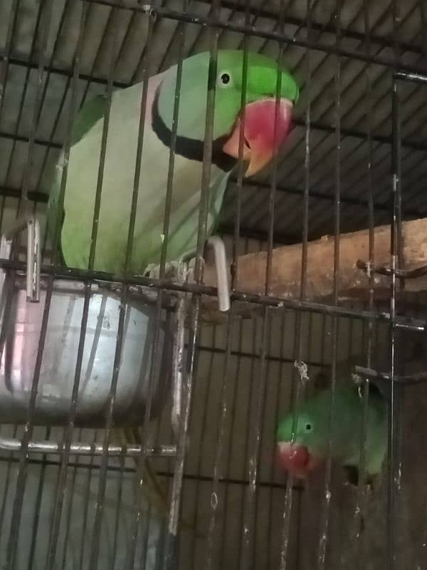 parrot 3