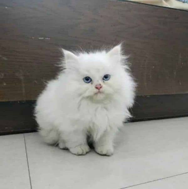 persian cat for sale 2 month age WhatsApp number 03267720525 1