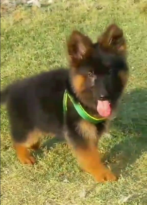 Top quality  German Shepherd puppy  for sale WhatsApp 03287625932 0