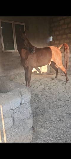 tharobred horse 03115323435