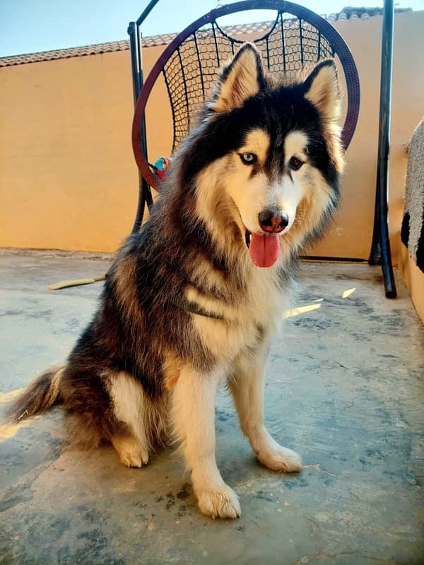 Husky Dog For Sale 1