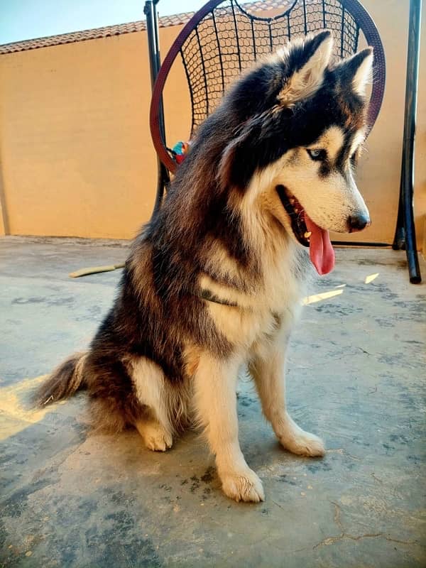 Husky Dog For Sale 3