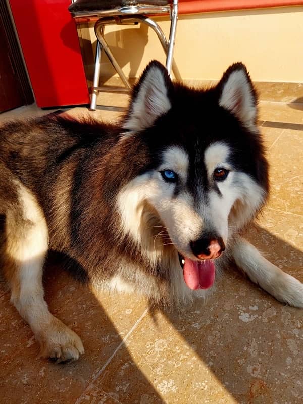 Husky Dog For Sale 4