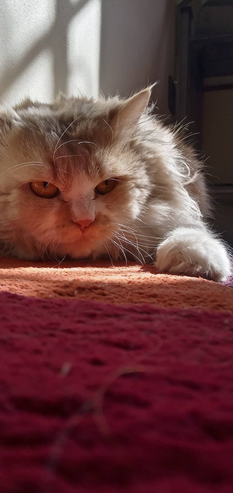 Persian male cat for sale 1