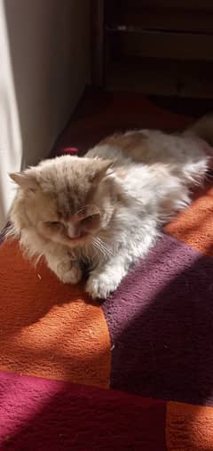 Persian male cat for sale