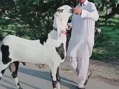 Rajanpuri Bakra Urgent For sale WhatsApp on 0370,,4815,,728