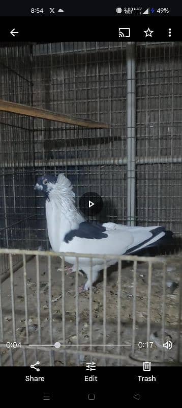 fancy nun pigeon kabotar male nar 1