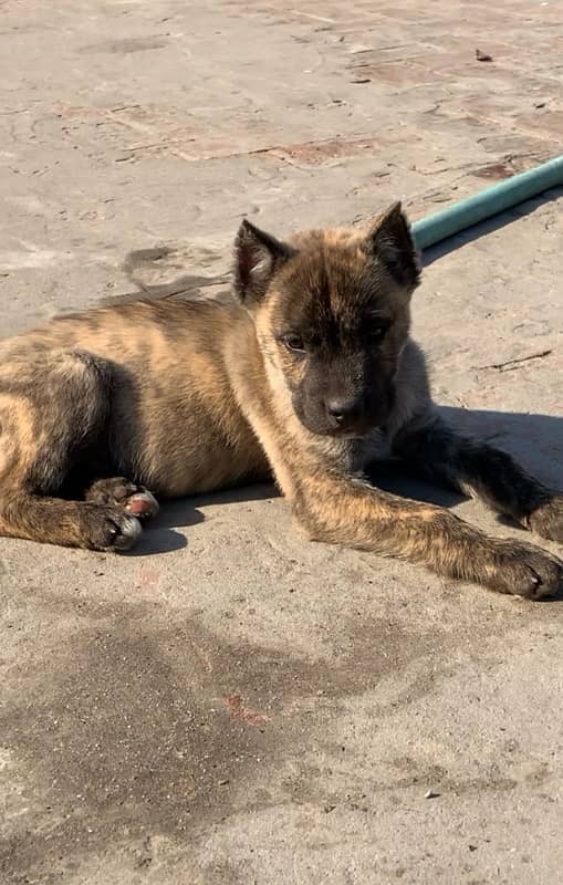 cane corso female 1