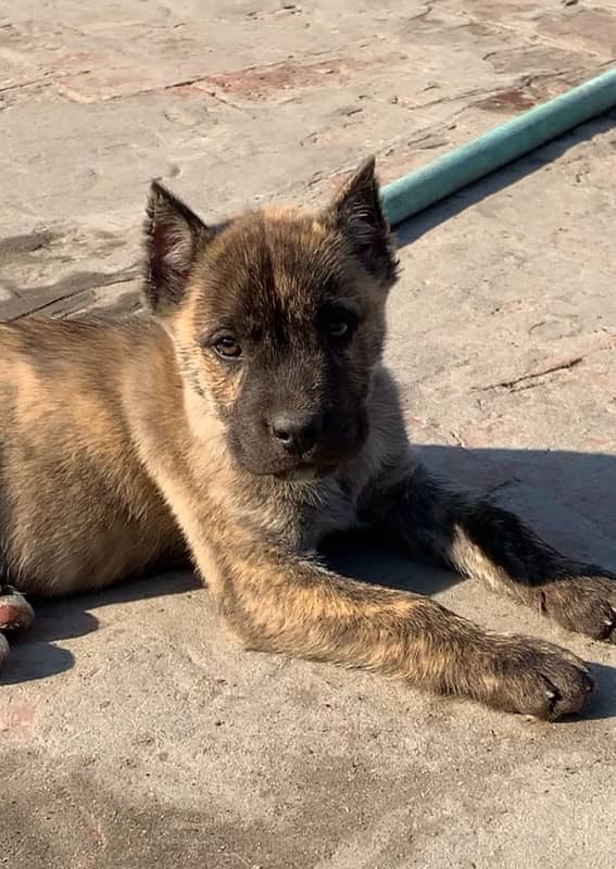 cane corso female 2