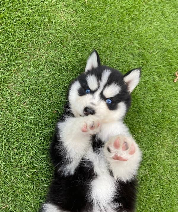 Alaskan Malamute Puppies/ High quality Dog/Husky Alaskan german Shephe 1