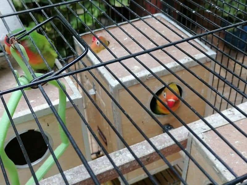 2 pairs breeding love birds. 2