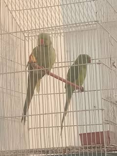 Pair of Parrots for sale