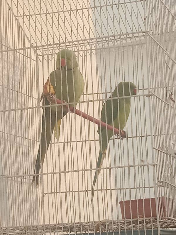 Pair of Parrots for sale 0