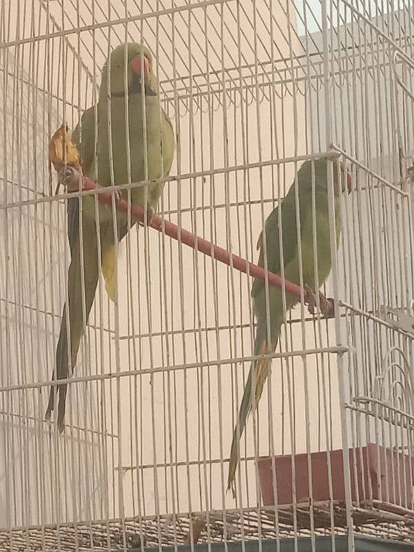 Pair of Parrots for sale 1