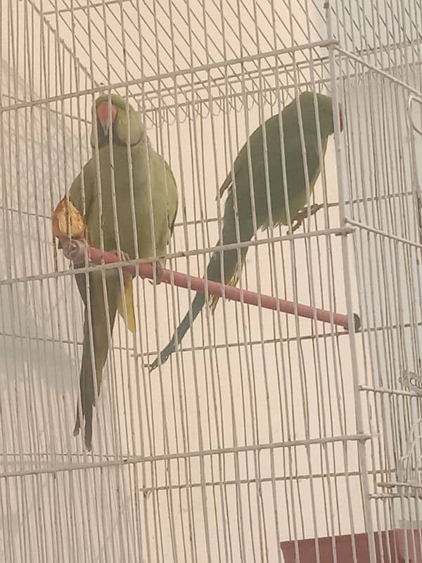 Pair of Parrots for sale 2