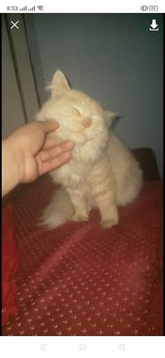 Persian cat for sale