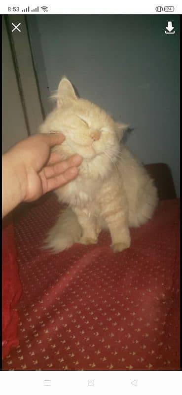 Persian cat for sale 0