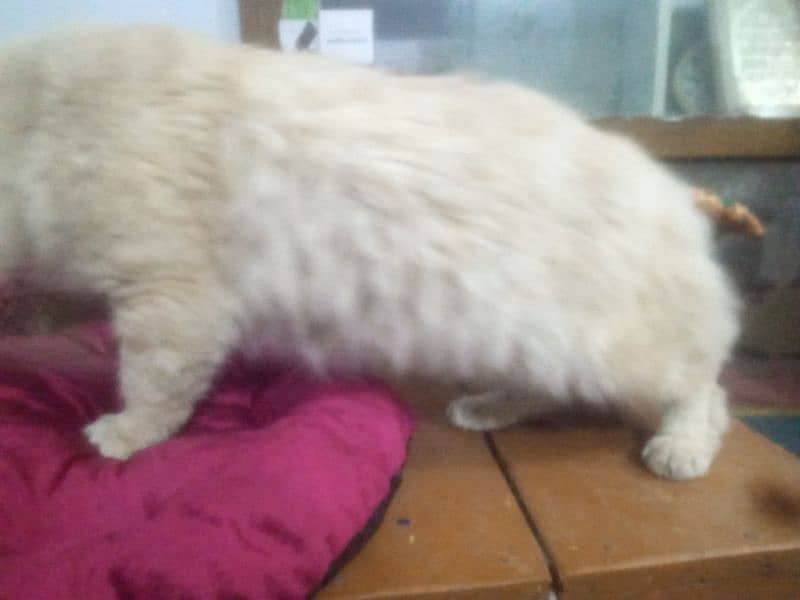 Persian cat for sale 1