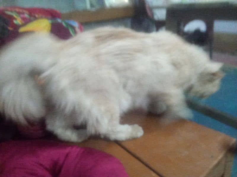 Persian cat for sale 2