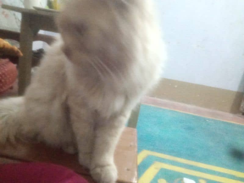 Persian cat for sale 3