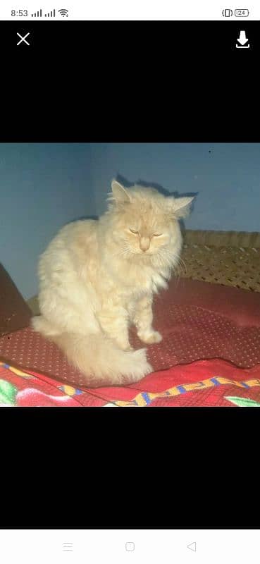 Persian cat for sale 4