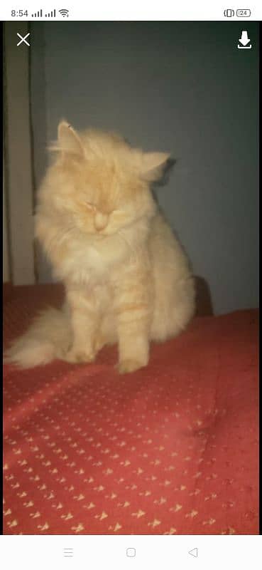 Persian cat for sale 5