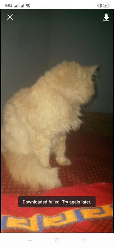 Persian cat for sale 6