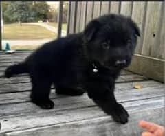 black German shepherd puppies