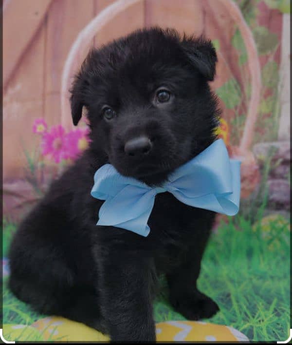 black German shepherd puppies 1