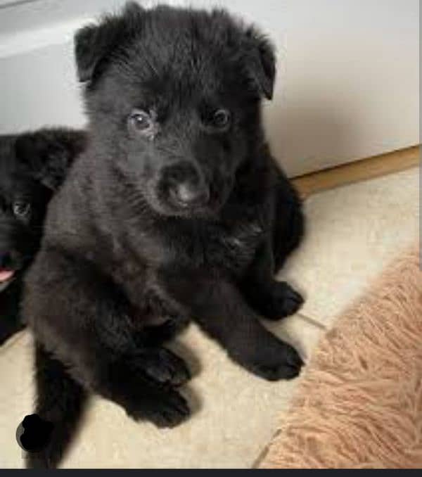 black German shepherd puppies 2