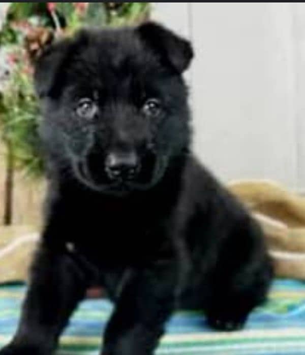 black German shepherd puppies 3