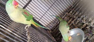 parrots