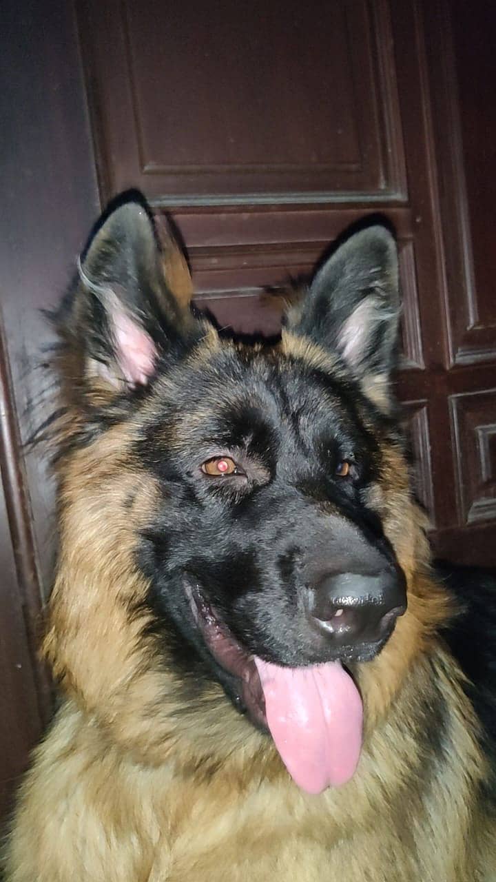 Pure bred German Shepard available for mating. 2