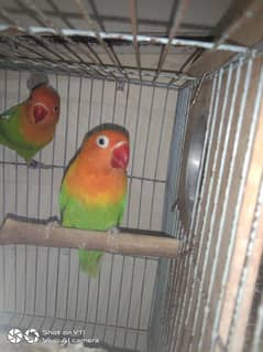 I am selling my love birds pair with eggs WhatsApp 0341/1320/786