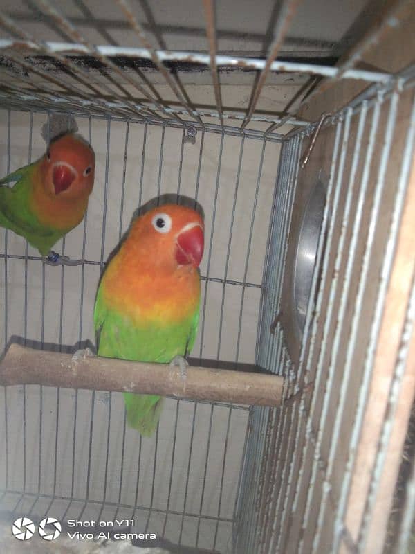 I am selling my love birds pair with eggs WhatsApp 0341/1320/786 0