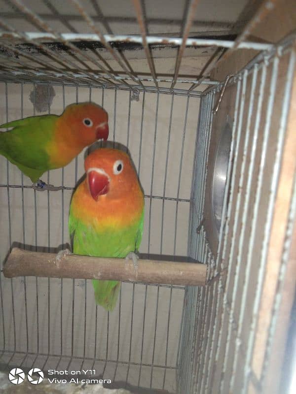 I am selling my love birds pair with eggs WhatsApp 0341/1320/786 1