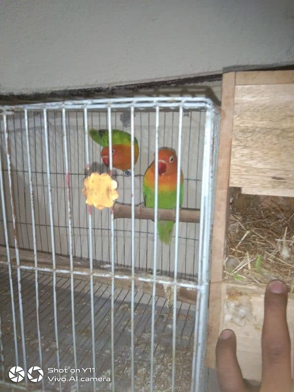 I am selling my love birds pair with eggs WhatsApp 0341/1320/786 2