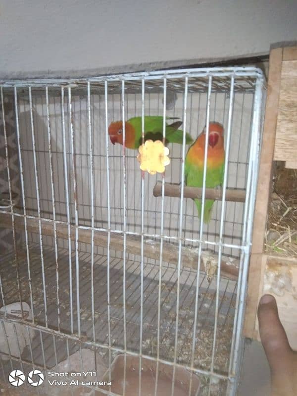 I am selling my love birds pair with eggs WhatsApp 0341/1320/786 3