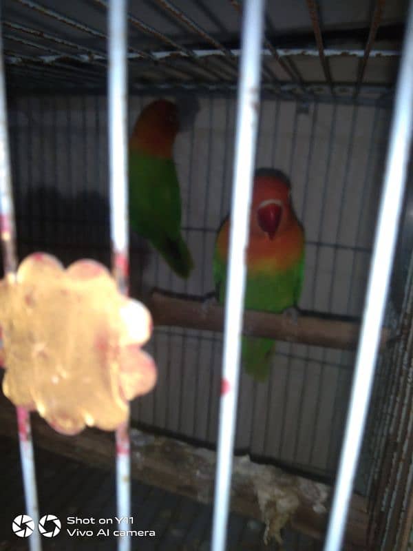 I am selling my love birds pair with eggs WhatsApp 0341/1320/786 5