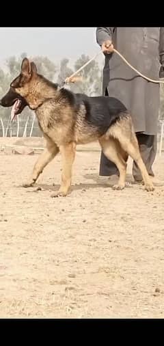 GERMAN SHEPHARD