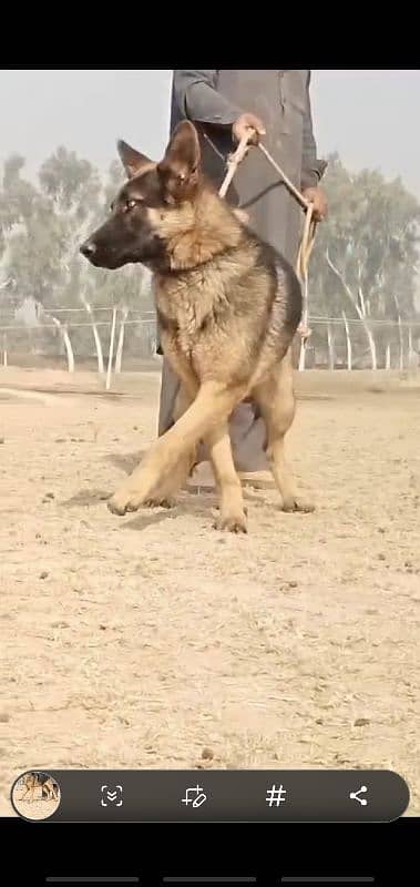 GERMAN SHEPHARD 1