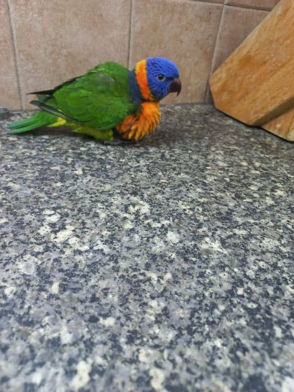 Red collar lory and sun conure pair 0