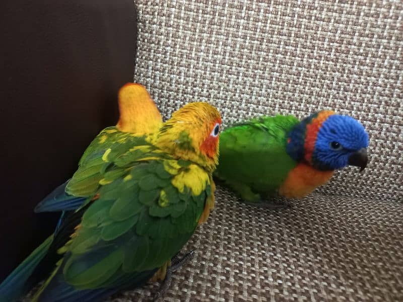 Red collar lory and sun conure pair 1