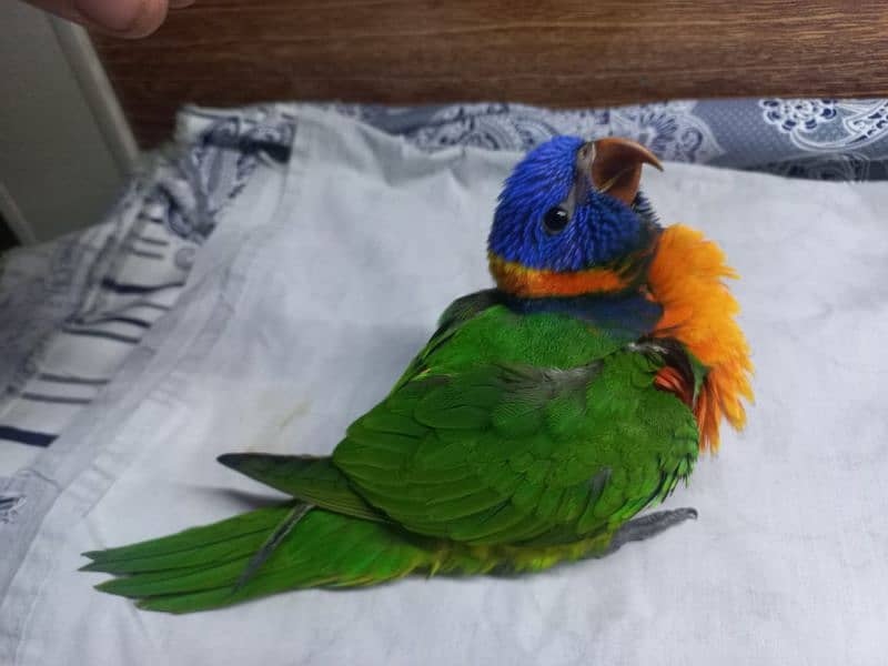 Red collar lory and sun conure pair 2