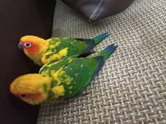 sun conure pair and red collar lory