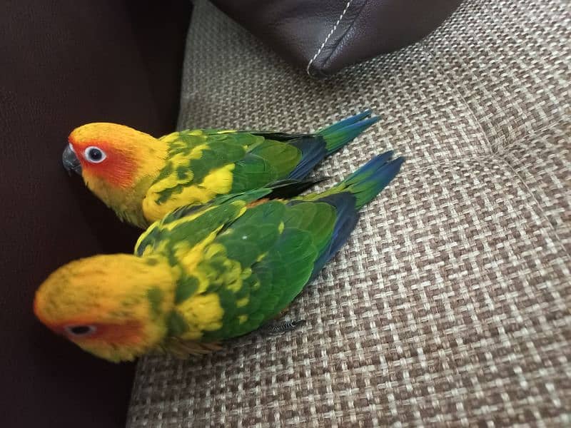 Red collar lory and sun conure pair 3