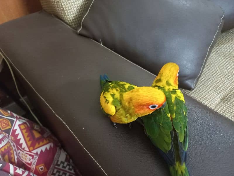 Red collar lory and sun conure pair 4