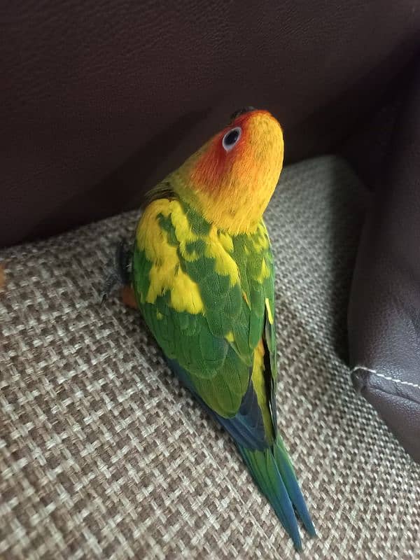 Red collar lory and sun conure pair 5